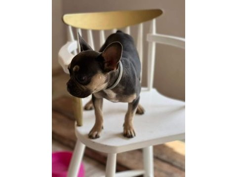 Blue tan dişi french bulldog