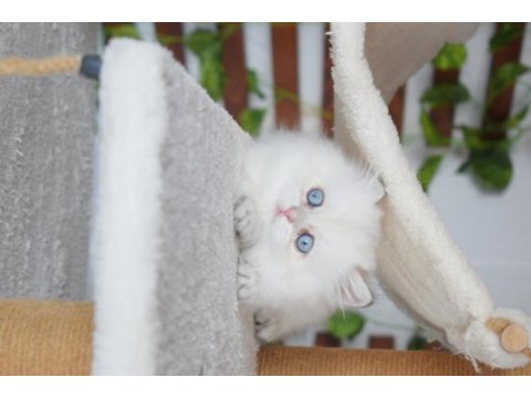 Munchkın cuce kedı