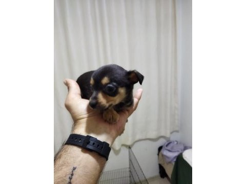 Bebek minyatür pinscher