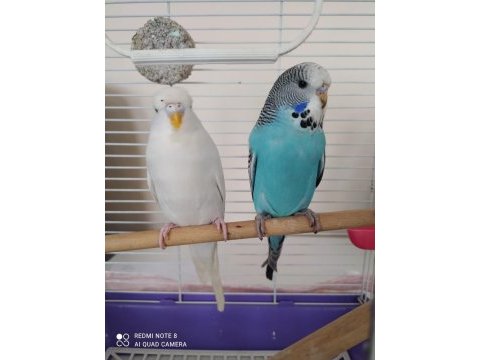 Jumbo mavi erkek beyaz dişi muhabbet kuşu