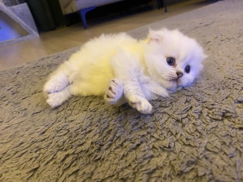 45 günlük dişi british longhair yavrumuzu sahiplendiriyoruz