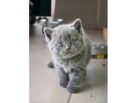 Safkan full british shorthair soy yavrular