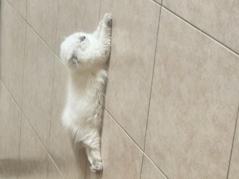 Scottish fold longhair