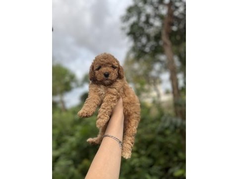 Toy poodle bebekler