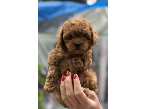 Kore red dişi poodle