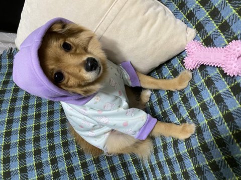 Dokuz aylık dişi pomeranian