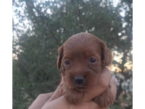 En tatli maltipoo bebekler burada