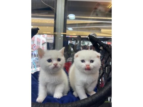 British shorthair yavru kedimiz