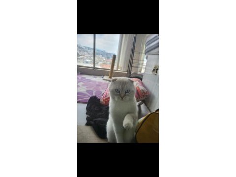 3.5 yaşında scottish fold