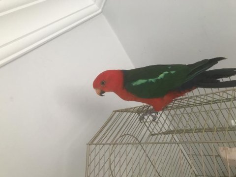 Avustralya kral papağanı evcil bilezikli