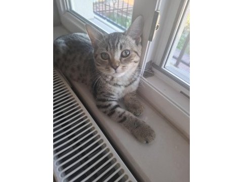 British shorthair melezi kedimiz