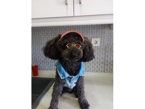 2,5 aylık erkek poodle