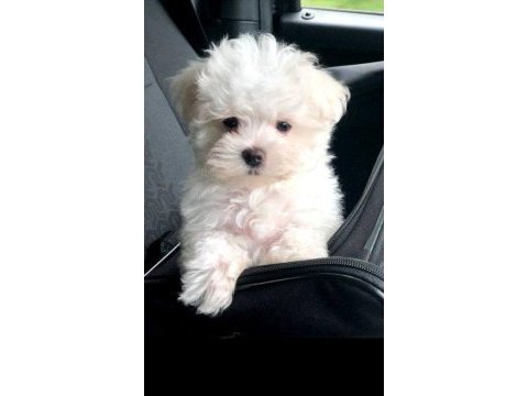 Ruhsatlı çiftlikten bichon frise yavrular