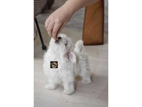 Maltese yavrularımız