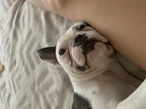 1 yaşında dişi french bulldog