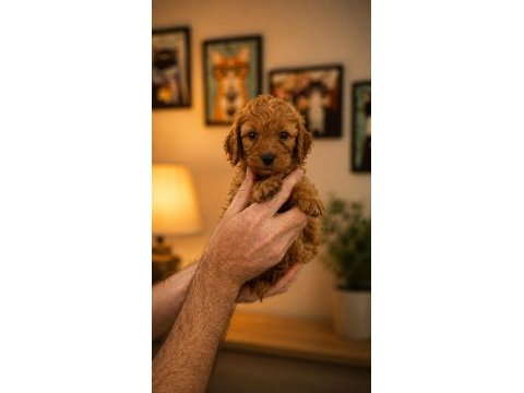 Orijinal toy poodle