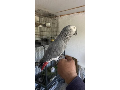 Oyun hamuru gibi jakomuz