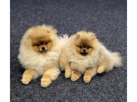Teddy bear pomeranian yavruları
