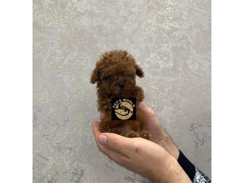 Pets world güvencesiyle orijinal toy poodle yavrularımız