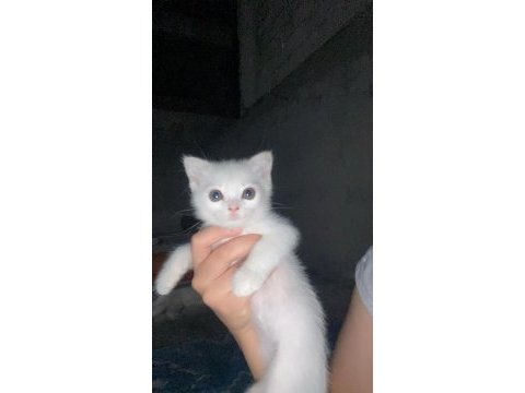 Bir buçuk aylık scottish fold