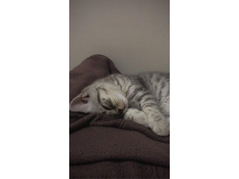 Acil yuva british shorthair