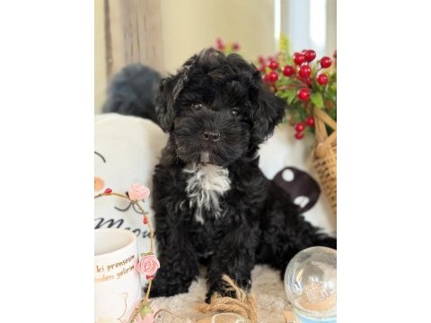 Siyah aşkına mükemmel erkek köpeğimiz