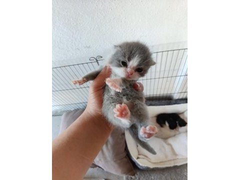Scottish fold bebekler yuva arıyor