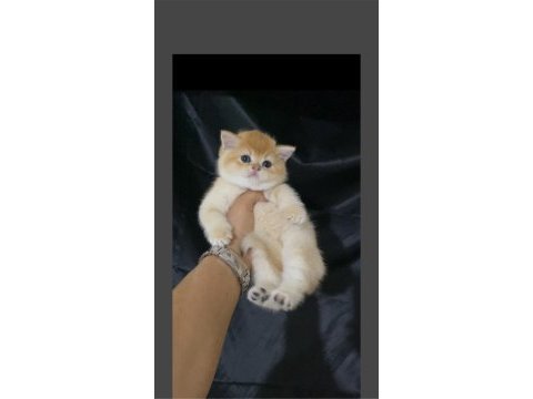 Özel olmak isteyene golden ny12 kedilerimiz