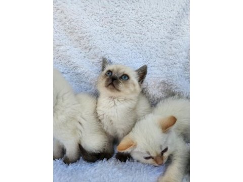 Kocaeli darıca minik pati kediler