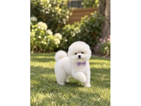 Kar beyaz pomeranian boo miniğimiz