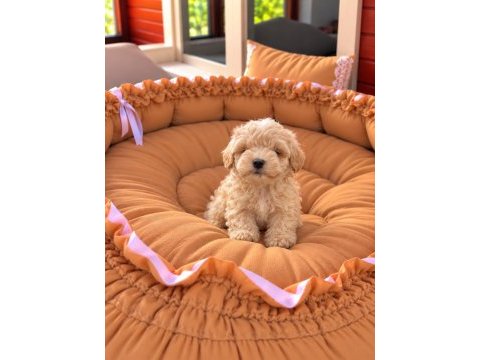 Sağlık garantili maltipoo yavrular 