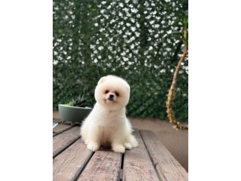 A kalite pomeranian boo