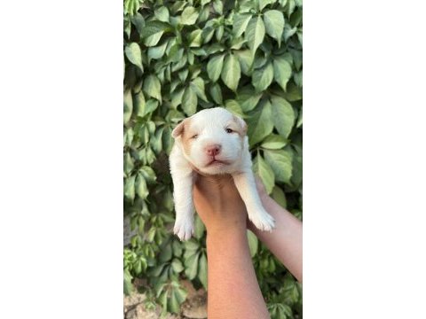 Temmuz doğumlu yeni border collie bebekler