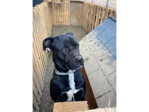 2.5 yaşında dişi cane corso acil yuva arıyor