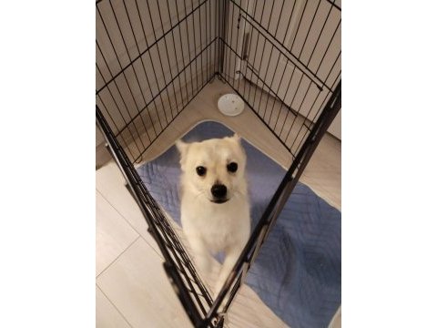 Pomerrion kırması