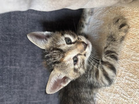 4 yavru kediye yuva arıyorum