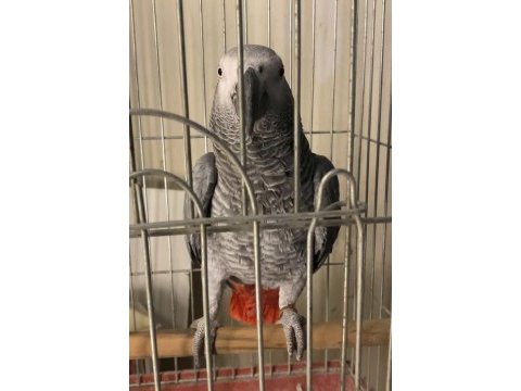 Kırmızı kuyruk damızlık jako papağanı
