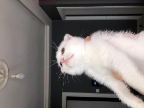 Scottish fold yavrular