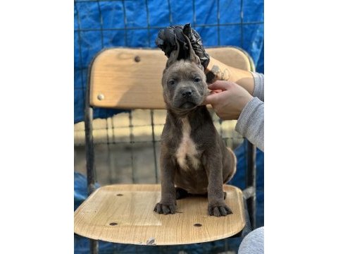 Geleceğin devi cane corso yavruları