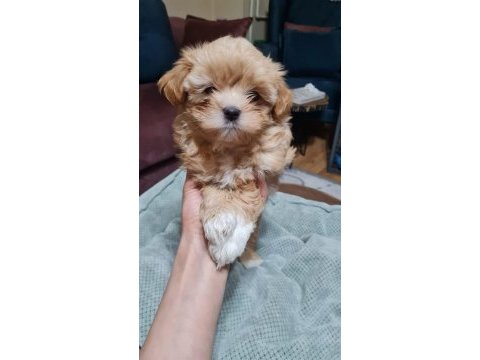 Poodle den farksız maltipoolar