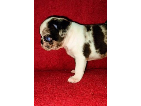Egzotik renk pug mops yavruları