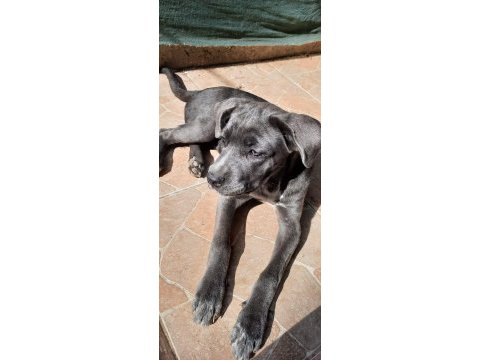 A şecereli cane corso şampiyonlar soyundan son yavru