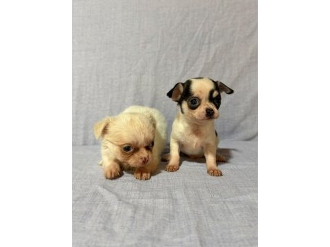Chihuahua köpeklerimiz