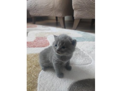 British shorthair yavrularımız yeni yuvasını bekliyor