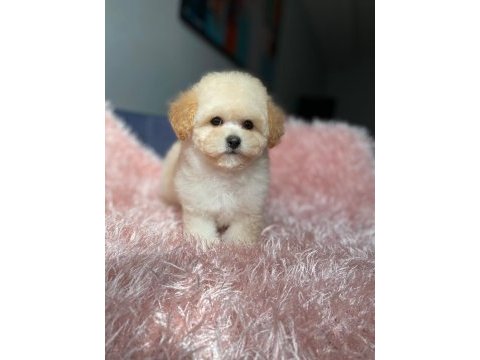 Üst kalite baby face maltipoo yavrum