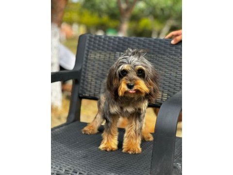 Maltipoo yavrularımız