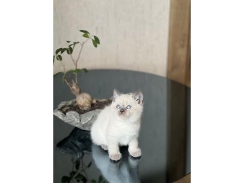 Gğzellik abidesi blue poimt british shorthair yavrum
