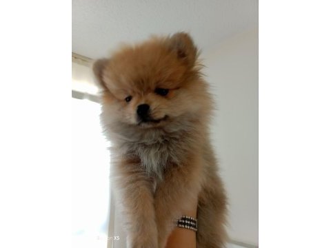3 aylık çok akıllı pomeranian