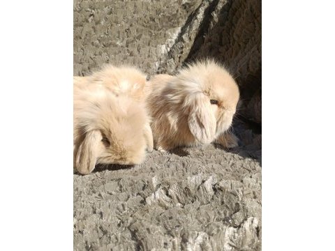 Hollanda teddy lop tavşanı