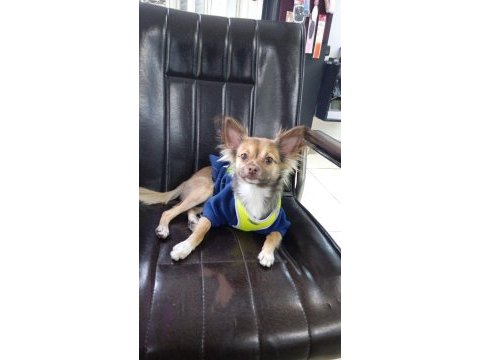 Şivava köpeğimizi çiftleştirmek